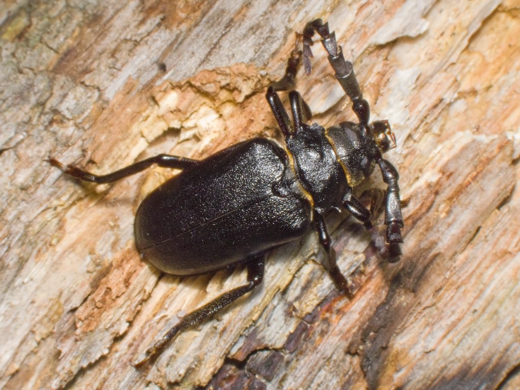 Prionus coriarius (Linnaeus, 1758)